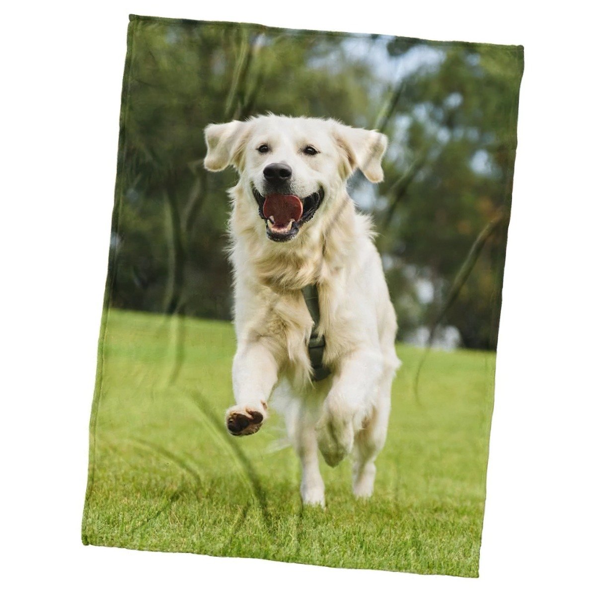 TipTrade s.r.o. Mikroplyšová deka Pes Zlatý Retrívr 150x200 cm