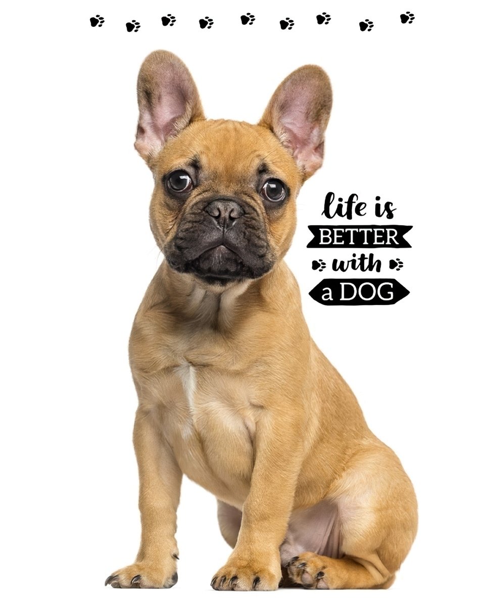 Carbotex Froté ručník Francouzský Buldoček 30x50 cm