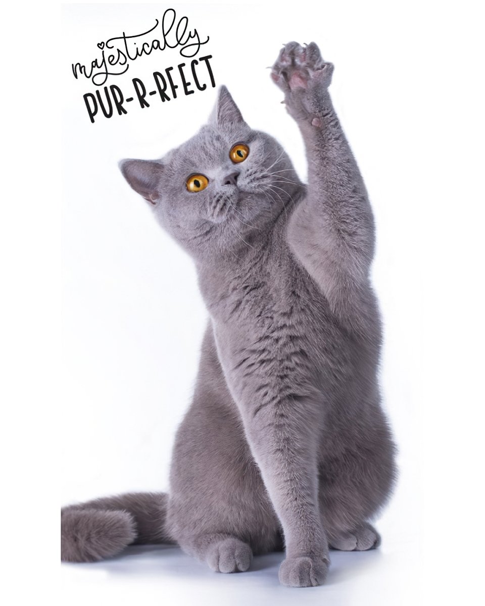 Carbotex Froté ručníček Jeho Výsost Kocourek