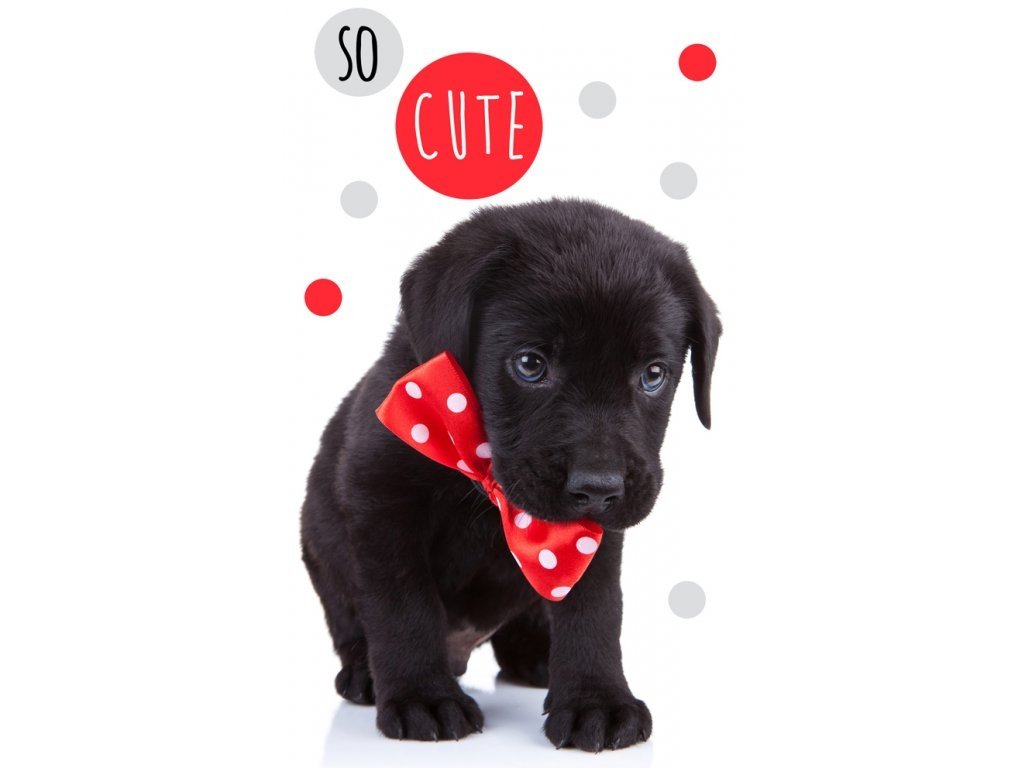 Carbotex Froté ručníček Roztomilé štěňátko